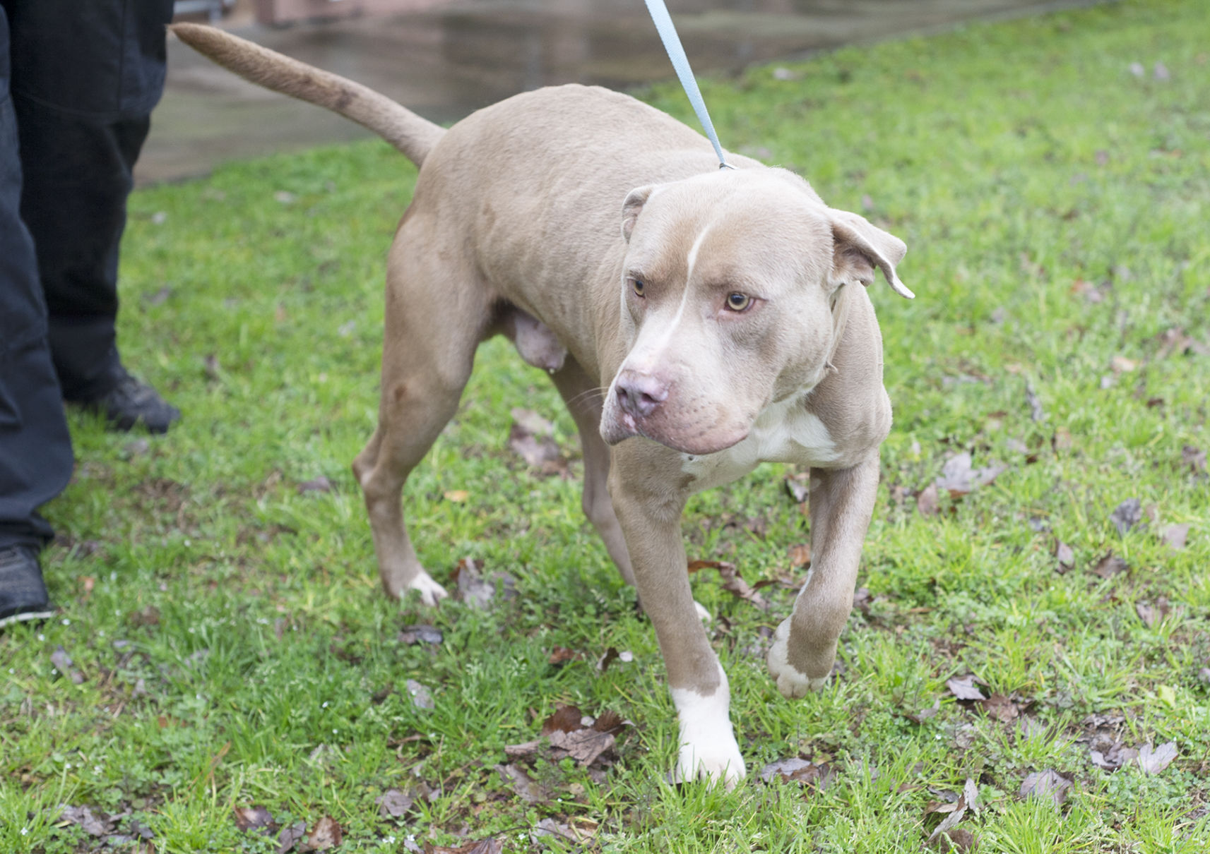 Pets of the week, Feb. 9, 2021.